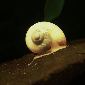 Apfelschnecke (4)