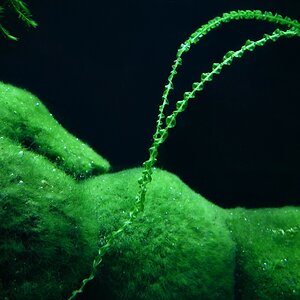 Cladophora aegagropila (1)