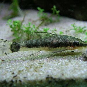 Otocinclus macrospilus (6)