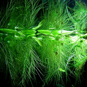 Pistia stratiotes