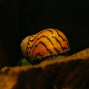 Rennschnecke1