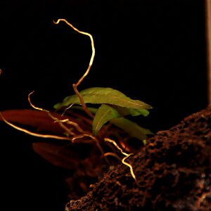 barclaya longifolia 01