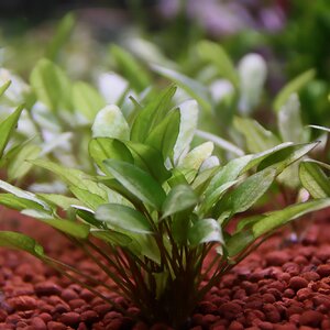 cryptocoryne green gecko 02