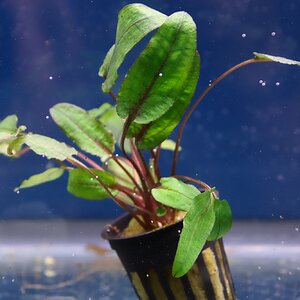 cryptocoryne wendtii tropica 01