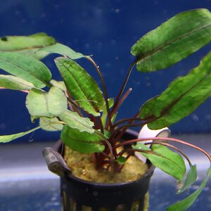 cryptocoryne wendtii tropica 02