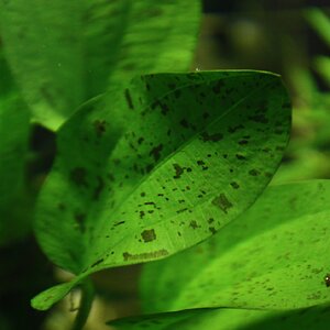 echinodorus dschungelstar 14 tornado 02