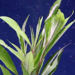 hygrophila salicifolia 01