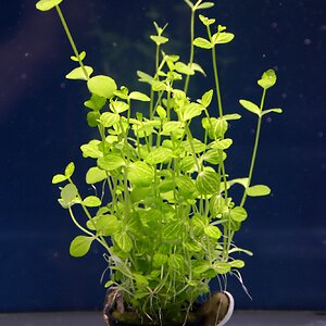 lindernia rotundifolia 01