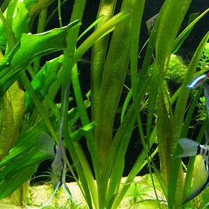 Vallisneria
