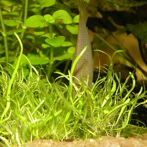 Sturisoma aureum