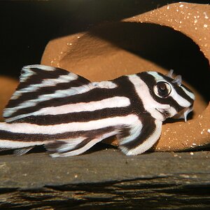 Hypancistrus zebra