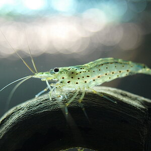 Caridina japonica (multidentata)