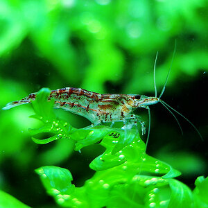 Neocaridina heteropoda var. red 2