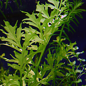 Aqua Pflanze001