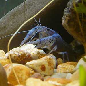 Procambarus Aleni "blau"