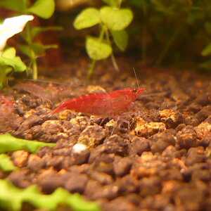 Red Fire