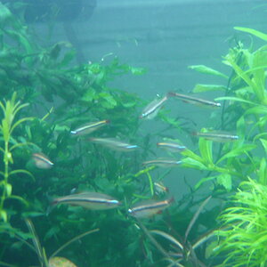 Tanichthys micagemmae