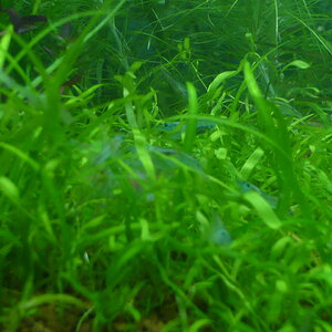 Utricularia graminifolia + Neocaridina cf zhangjiajiensis