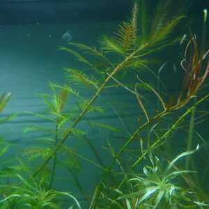 Ludwigia arcuata