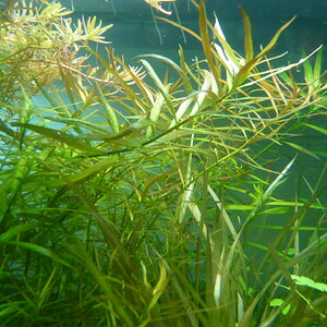 Ludwigia arcuata + brevipes