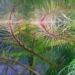 Rotala sp. 'Viet Nam'