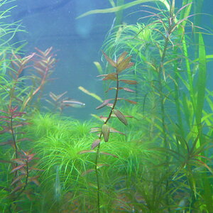 Rotala macranda 'Butterfly'