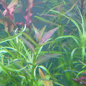 Limnophila repens 'Mini' 001