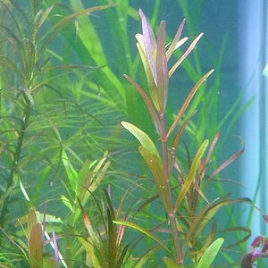 Rotala sp. 'Singapore'