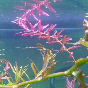 Rotala macranda 'Butterfly'