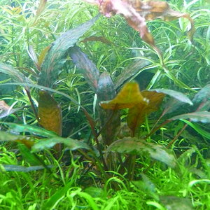 Cryptocoryne nurii