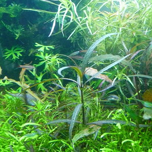 Hygrophila lancea