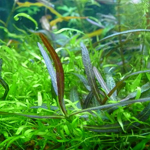 Hygrophila sp. 'Araguaia'