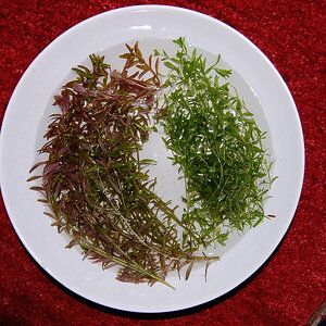 DSC 0077