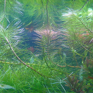 Rotala sp. 'Thailand'