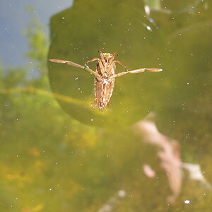 Rückenschwimmer.