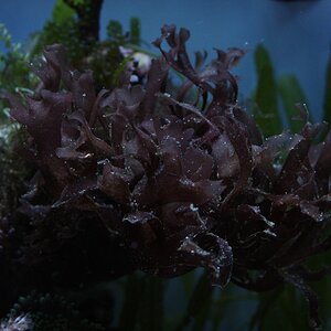 IMG 7074