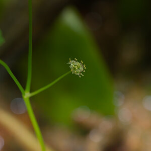 Hydrocotyle sp japan-10