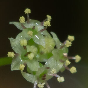 Hydrocotyle sp japan-12