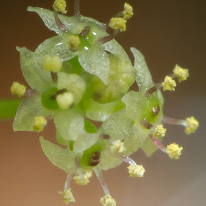 Hydrocotyle sp japan-14