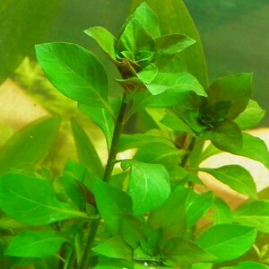 1200Ludwigia palustris 005