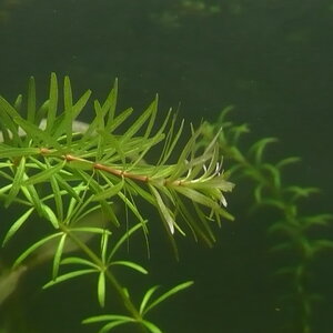 Rotala sp. 'Bangladesh' ...wahrscheinlich ist es R. mexicana...