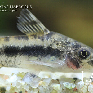 corydoras habrosus2