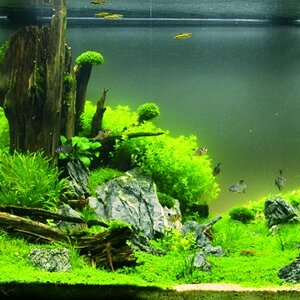 Sunken Forest 1