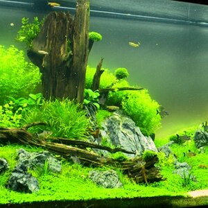 Sunken Forest 3