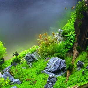 Sunken Forest 5