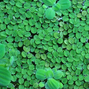 Salvinia auriculata - Kleinohriger Schwimmfarn small