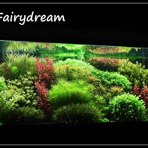 2 Jahre Fairydream2 jahre fairydream(a)