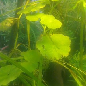 Hydrocotyle leucocephala