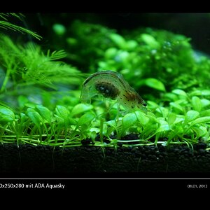 Glasgarten 360x250x280 mit ADA Aquasky Bild 06