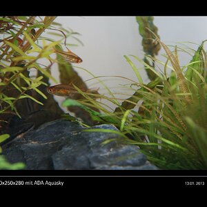 Glasgarten 360x250x280 mit ADA Aquasky Bild 08